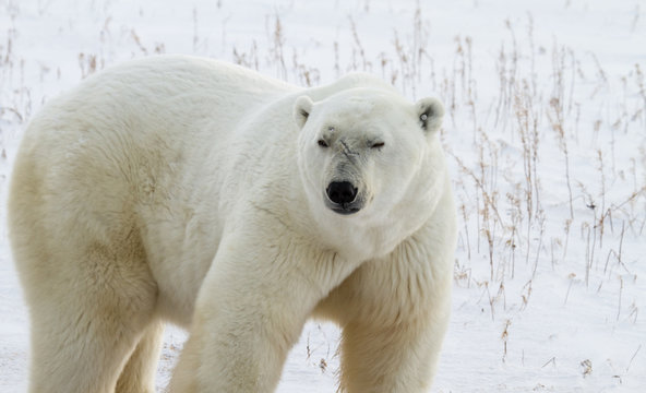 Polar Bear Bruiser with scars on face