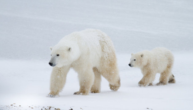 Polar bear mom and cub walking on the ice