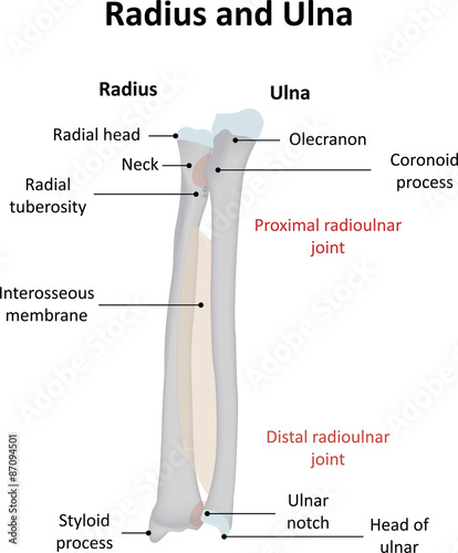 Labelled Radius Bone / What this does is it stabilizes the joint and it