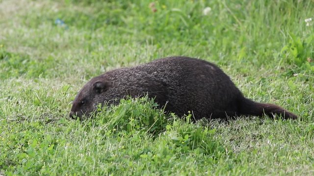 Marmotte