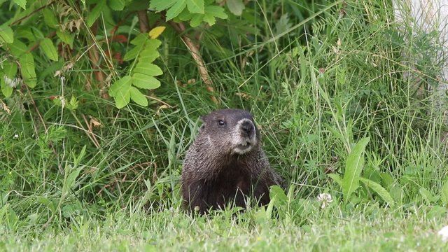 Marmotte