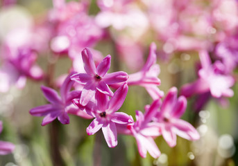 Naklejka na ściany i meble Group of beautiful hyacinths in garden. Shallow depth of field