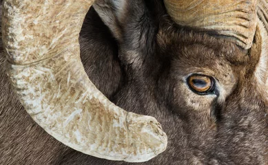 Crédence de cuisine en verre imprimé Moutons bighorn sheep eye and horn