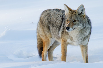 coyote portrait in the winter - 87095731