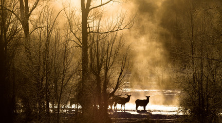 elk crossing misty golden forest - 87095742