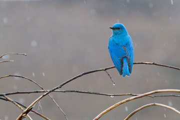 Mountain Bluebird In the Rain - 87095764