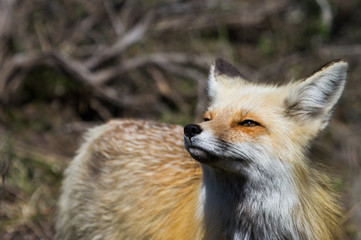 Red fox gazing upward