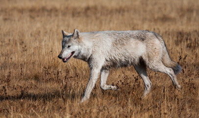 Wild wolf walking through yellow grass