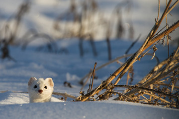 Weasel pops head through snow - 87095790