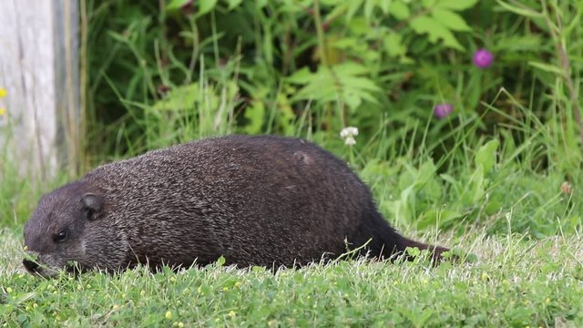 Marmotte
