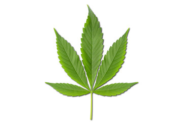 Hanfblatt (Cannabis sativa)