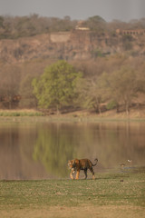 Fototapeta premium Tiger and the fort