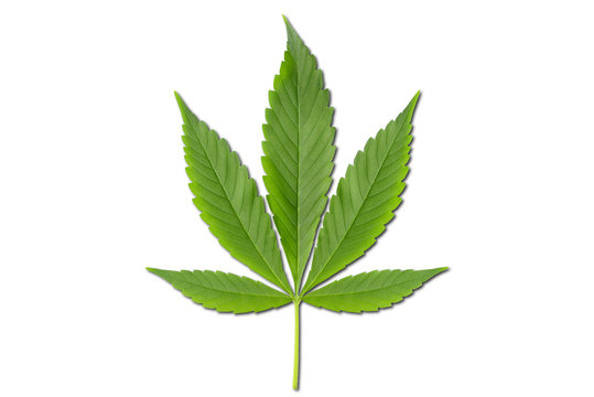 Hanfblatt (Cannabis sativa)