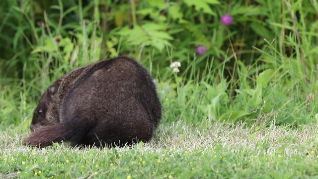 Marmotte