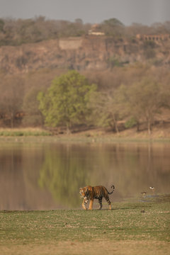 Fototapeta Tiger and the fort