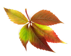 Autumnal multicolor grapes leaf (Parthenocissus quinquefolia fol