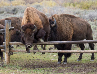 bison jumping wooden fene