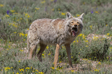 coyote catching mouse