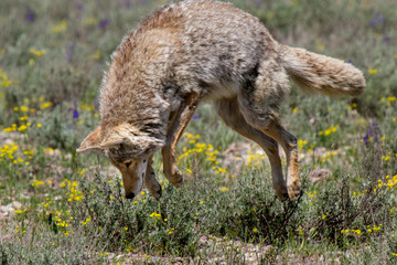 coyote pouncing - 87097557
