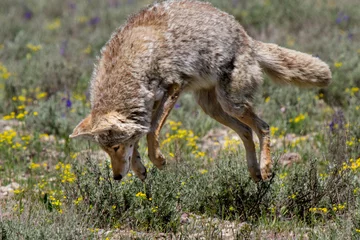 Foto op Canvas coyote pouncing © sbthegreenman