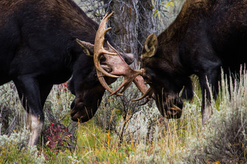 two bull moose locking antlers - 87097593