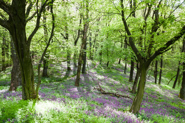 Fototapeta premium Flowering forest floor