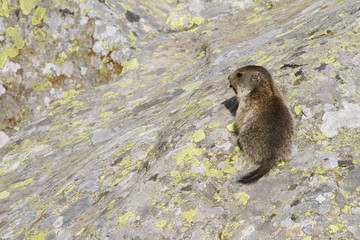 Cucciolo di marmotta