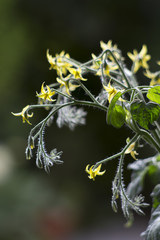 Blühende Tomatenpflanze
