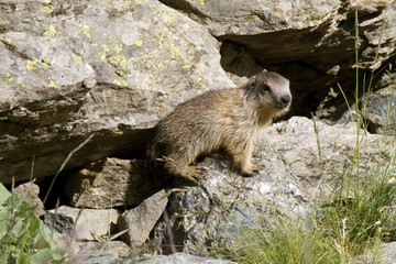 Cucciolo di marmotta