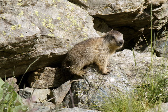 Topolone Immagini Sfoglia 243 foto, vettoriali e video Stock Adobe