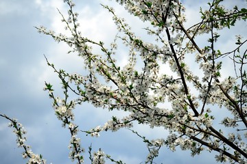 Caucasian plum white blossom and blue sky background