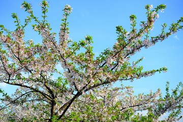 Beautiful pink cherry blossom in Vilnius city