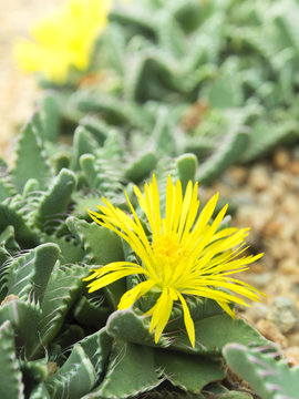 Yellow cactus flower