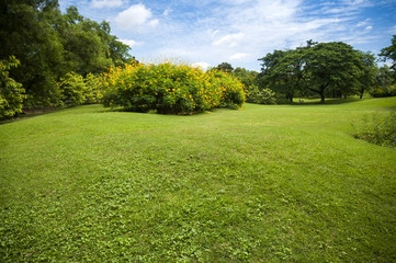 Fototapeta na wymiar Green summer park garden.