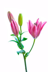 Lilly flower on a white background