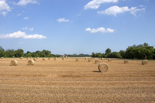 campo di frumento con balle di fieno dopo la miwtirura