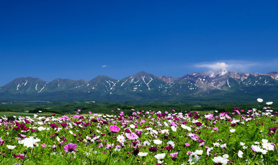 Fototapeta premium Cosmos flower field in summer with mountain background