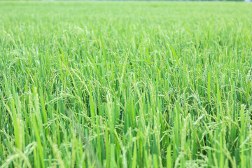 The beautiful landscape of rice fields in Thailand.