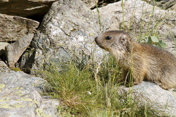 Cucciolo di marmotta
