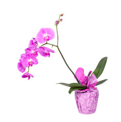 Fototapeta na wymiar Pink orchid flower (phalaenopsis) in a pot isolated on white background