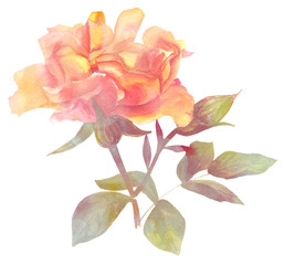 A vintage style watercolour drawing of a yellow rose