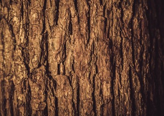 Bark, Tree, Wood.