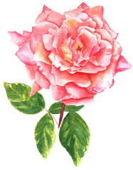 A vintage style watercolour drawing of a pink rose