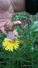 Улитка сползает с пальца на одуванчик