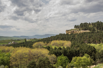 Obraz premium overcast sky open mixed forest