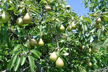 Pear tree full of ripe fruit in an orchard, on a sunny day. Concept of organic farming/agriculture; fresh, natural, unprocessed, healthy fruit. - 87102752