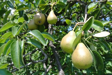 Ripe green pears on the tree in an orchard on a sunny day. Concept of organic farming/agriculture; fresh, natural, unprocessed, healthy fruit. - 87102776