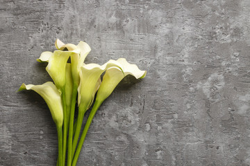 White calla flowers (Zantedeschia) on grey background,