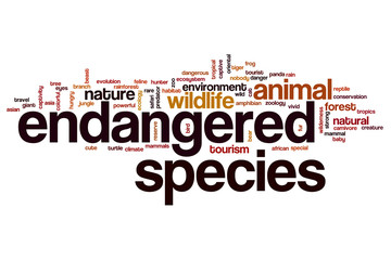 Endangered species word cloud concept