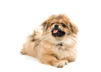 Pekingese puppy